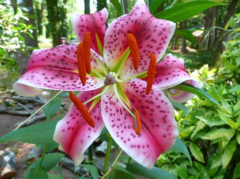 tiger lily flower pictures beautiful flowers