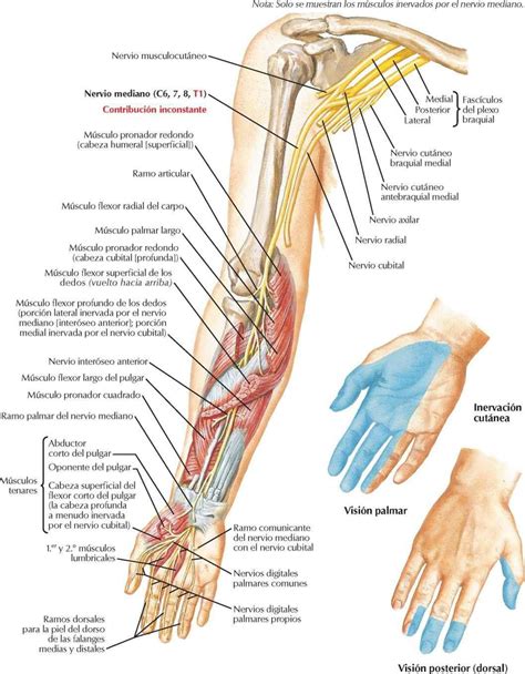 Inervación y Vasculatura del Miembro Superior Enfermería