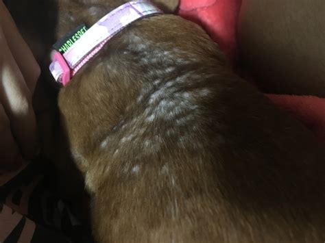 What Is This My Dog Has Small Bumps On Her Back And I Dont Know What It Is She Is A Dachshund