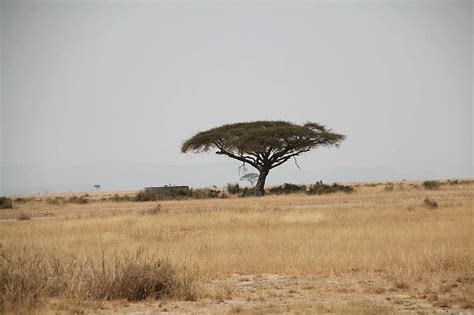 Africa Kenia Tree Safari Wildlife Tanzania African National