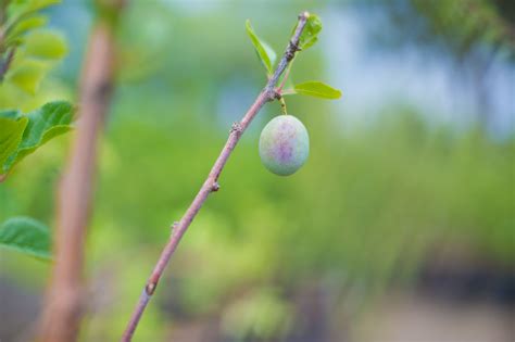 There are 108 stanley plum tree for sale on etsy, and they cost $25.66 on average. PLUM STANLEY For Sale in Boulder Colorado