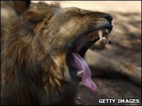 Zimbabwe Lion At Wildlife Orphanage Kills Woman Bbc News