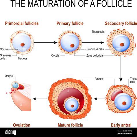 Follicle Ovulation Hi Res Stock Photography And Images Alamy