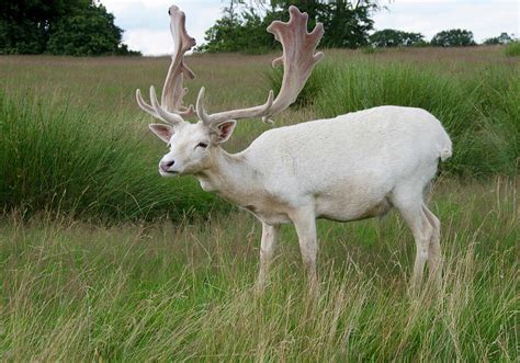 Different Colors Of Fallow Deer With Pictures Content4mix