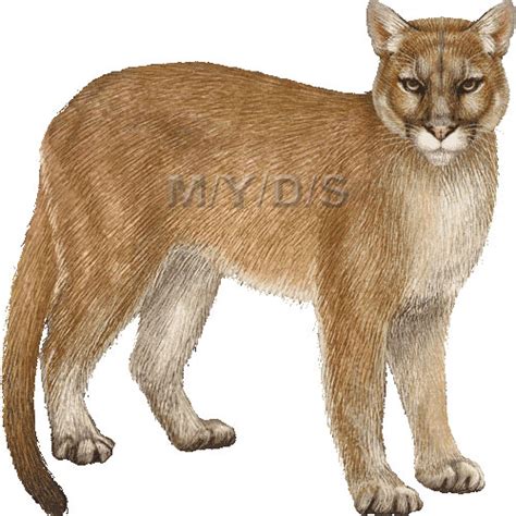 cougar clipart picture photo and image clipartix