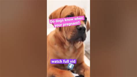 Does My Dog Know Im Pregnant Youtube