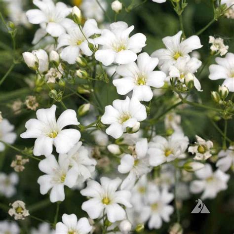 Gypsophila Seeds White Babys Breath Drought Tolerant Flower Seed