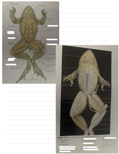 Frog Muscles 3 Ventral View Diagram Quizlet