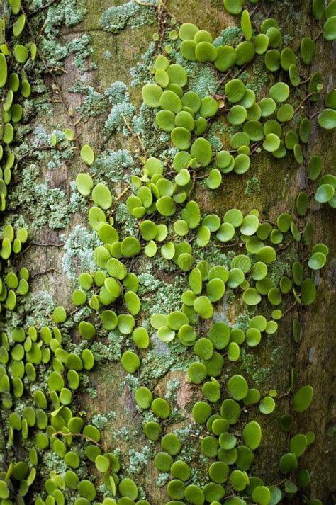 Most tree fungi consume decaying wood, but there isn't a lot of that on a healthy tree. Small Green Leaves On Palm Trunk Stock Photo - Image of ...