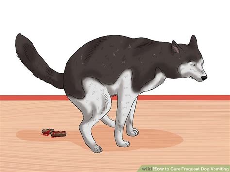 We did not find results for: How to Cure Frequent Dog Vomiting: 11 Steps (with Pictures)
