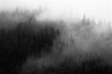 Foggy Forest Photograph By Katee Laine Fine Art America