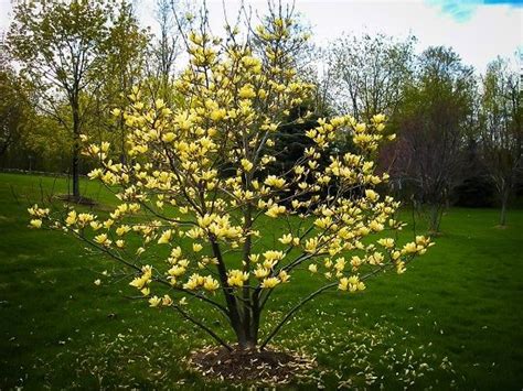 19 Beautiful Dwarf Ornamental Trees For Containers And
