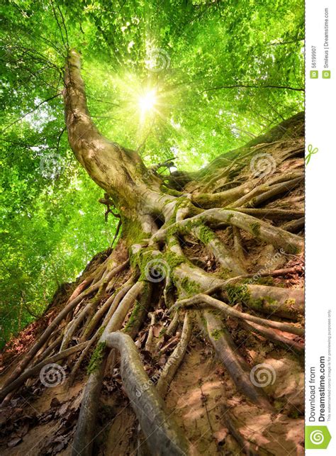 Forest Scenery In Beautiful Sunshine Stock Image Image