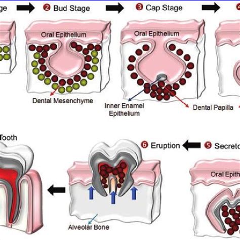 Developmental Process Of Tooth Morphogenesis Tooth Development Is