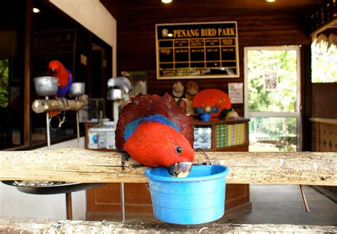 Tepi taman burung jalan todak. Bird Park Butterworth, Penang - Malaysia Tourist & Travel ...