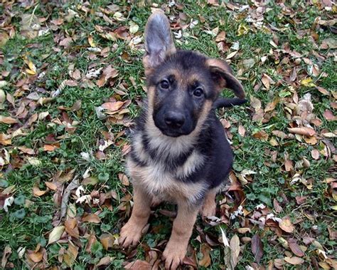 The answer depends on what you are looking for and first, determine which german shepherd type fits you best, then, carefully select a breeder. lull: A First Impression of the Monks of New Skete