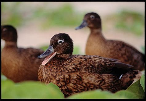 Flickriver Photoset Laysan Duck By Usfws Pacific