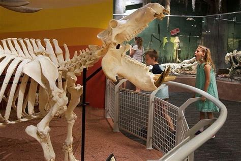 Tripadvisor Esqueletos Museu De Osteologia Experiência Oferecida
