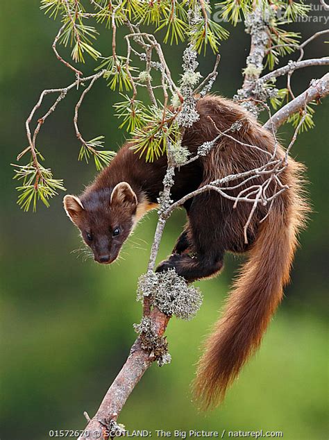 Stock Photo Of Pine Marten Martes Martes On Branch Of Scots Pine Tree