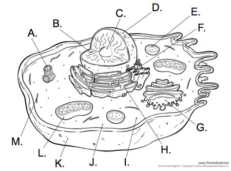 We did not find results for: Cell Diagrams | Cell Structure Quiz - Quizizz
