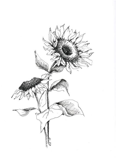 You may choose to use a very even, regular line weight for a crisp, illustrative look. Sunflower print sun flower drawing pen and ink art | Etsy