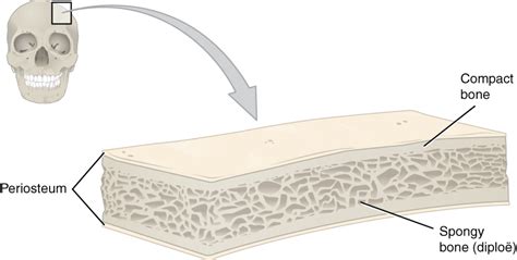 This Illustration Shows A Cross Section Of A Cranial Bone Constructed