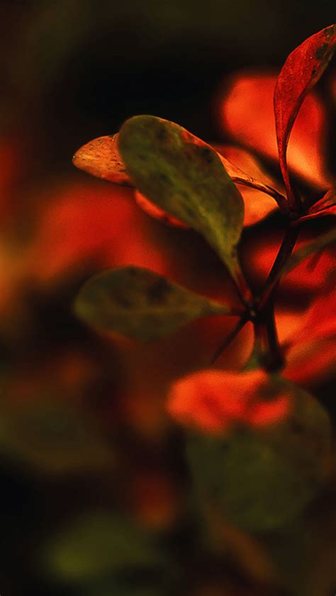 Nature Branch Leaves Red Sunset Blur Iphone Wallpapers Free Download