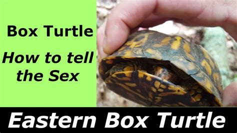 Eastern Box Turtle 2017 How To Tell The Sex Informative Facts Youtube