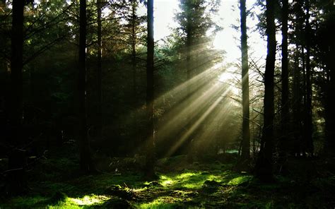 1920x1200 Forest Sun Rays Nature Wallpaper Coolwallpapersme