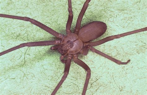 How To Identify And Control Brown Recluse Spiders Hubpages