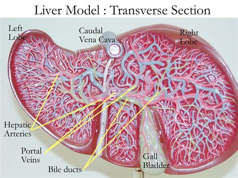 Liver Labelled Diagram