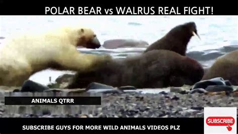 Polar Bear Vs Walrus Real Fight Polar Bear Walrus Hunt Youtube