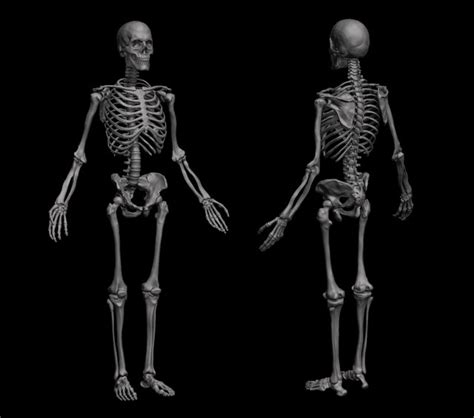 Anatomical Human Skeleton 3d Models In Anatomy 3dexport