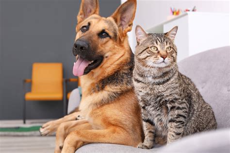 Cats And Dogs Together Cute Cat Wallpapers