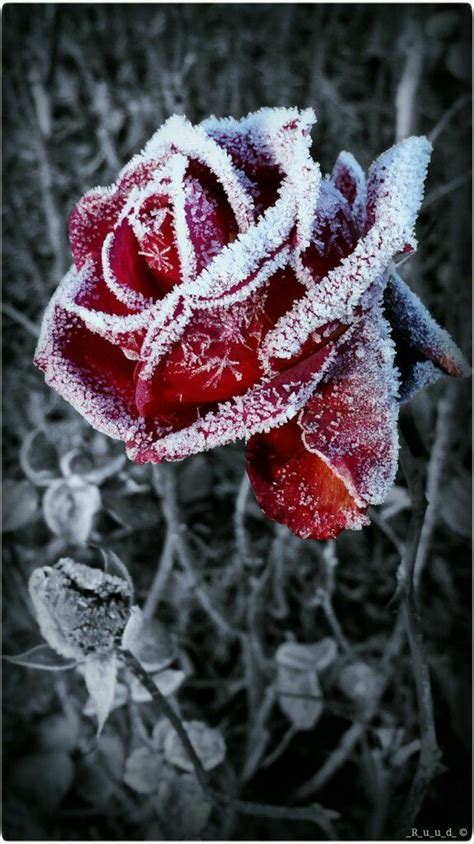 Frozen Rose Frozen Rose Black And Red Roses Rose Wallpaper