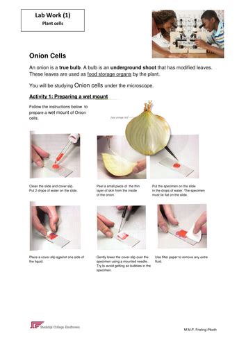 Check spelling or type a new query. Cheek and onion cell experiment. - thedruge390.web.fc2.com