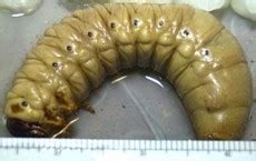 Do people keep these as pets? Hercules Beetles of Kentucky - University of Kentucky Entomology