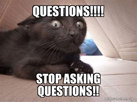 Questions Stop Asking Questions Schitzo Cat Make A Meme