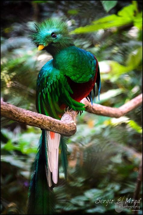 Resplendent Quetzal National Geographic Most Beautiful Birds