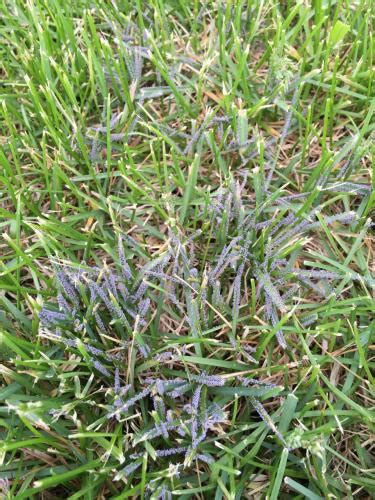Seedheads Hawkweed And Slime Mold In Lawns Msu Extension