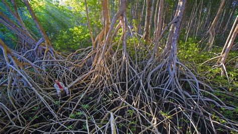 Mangrove Conservation Can Help Countries Meet Emissions Reduction Goals