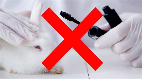 California Just Banned The Sale Of Animal Tested Cosmetics Hippie