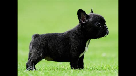They were brought to france by nottingham lace workers during the revolution. Micro Mini French bulldog puppy for sale (Penny Lane) 786 ...