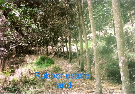 Malaysia was the world's largest producer of natural rubber in the 1960s and 1970s but, since then, the hectarage has consistently declined. Rubber estate land for sale. Plantation land in Malaysia ...