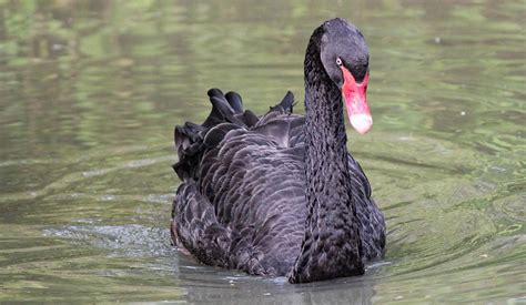 Black Swan The Animal Facts Appearance Diet Habitat Reproduction