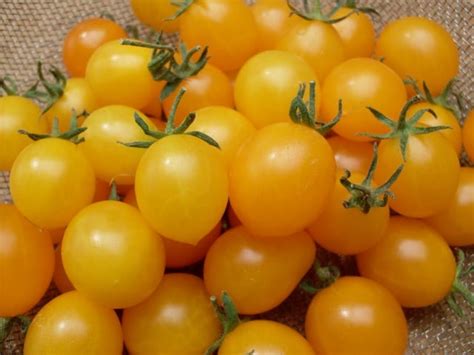 Tomato Estonian Yellow Cherry Organic Adaptive Seeds