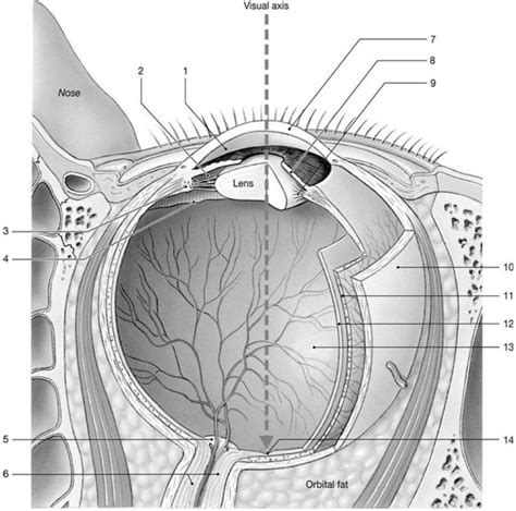 Figure 17 1 The Sectional Anatomy Of The Eye Biology