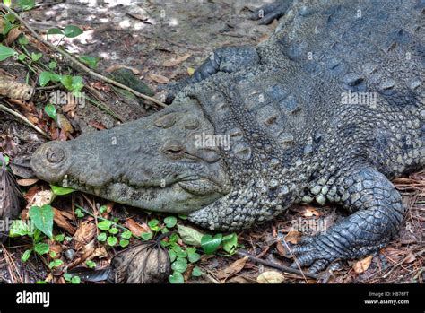 Morelets Crocodile Latin Crocodylus Moreletii Belize Zoo Near