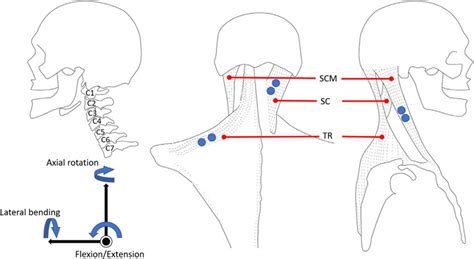 The Anatomy And Muscle Location Of The Neck Left A Side View Of The