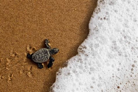Why Sea Turtles Are Endangered And What We Can Do